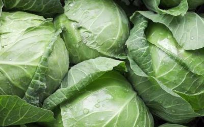 Doctors reveal that eating cabbage causes