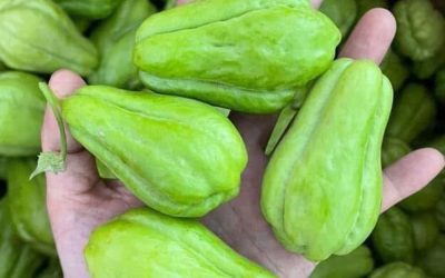 Doctors reveal that eating chayote causes ….