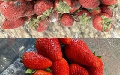 How to Keep Strawberries🍓 Fresh for Longer – No More Mushiness!