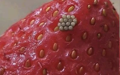 White Worms in Strawberries? What Happens When You Soak Berries in Salt Water (And If They’re Still Safe to Eat)