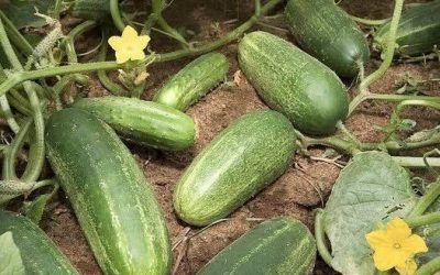 Doctors reveal that eating cucumbers causes…