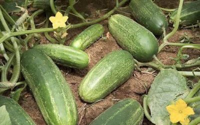 Doctors reveal that eating cucumbers causes…