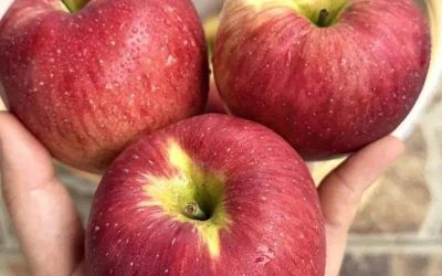 Why Apples Are Considered a Powerful Everyday Fruit for Wellness