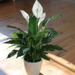 11 ways to get your peace lily to bloom