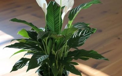 11 ways to get your peace lily to bloom