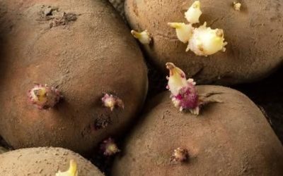 Can You Eat Sprouted Potatoes