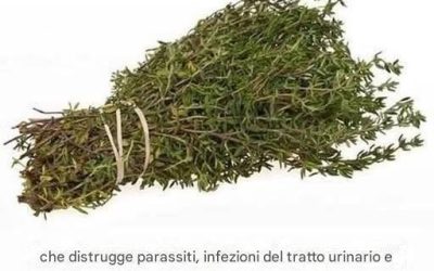 THE MOST POWERFUL HERB THAT DESTROYS PARASITES, URINARY TRACT AND BLADDER INFECTIONS, HERPES AND FLU VIRUSES