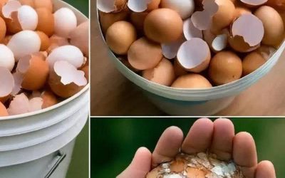 Boil eggshells and say goodbye to the …