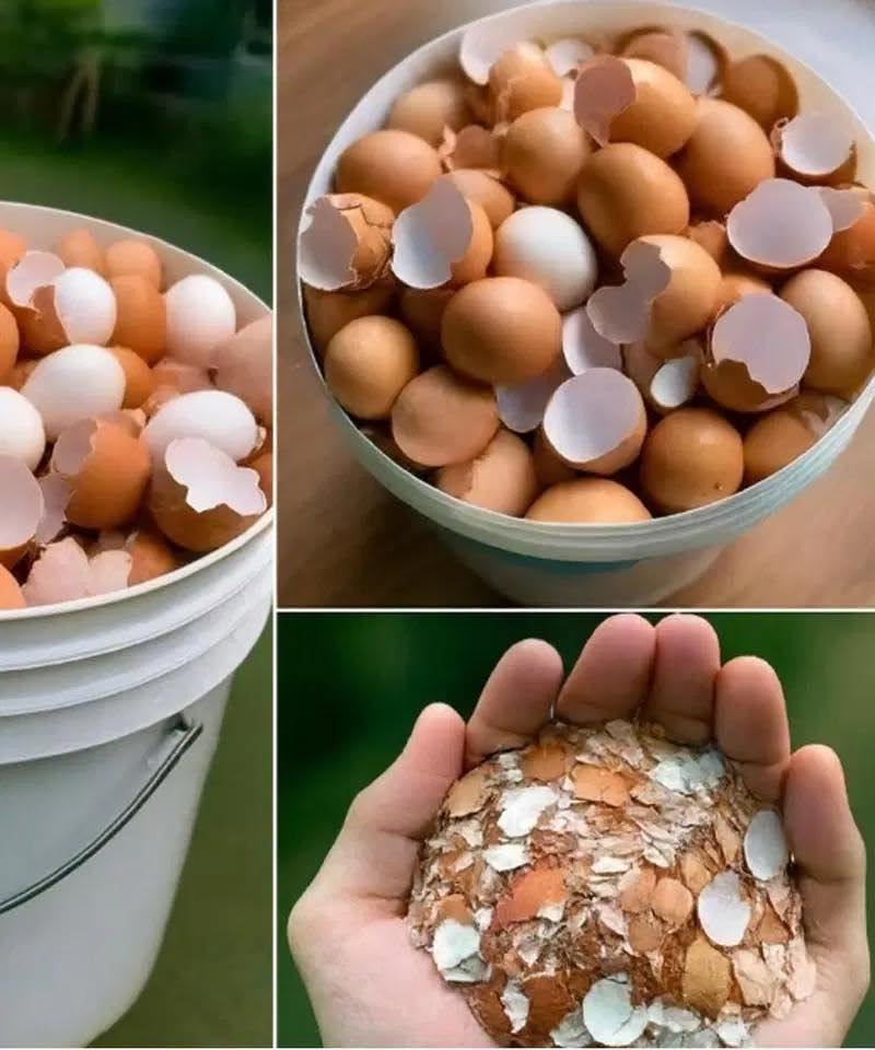 Boil eggshells and say goodbye to the …