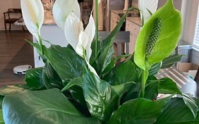 How To Get Your Peace Lily to Flower More – Expert Tips for Lush Blooms