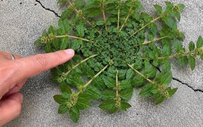 Just one leaf of this plant is worth a gold mine!