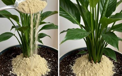 Peace lily: thanks to this one ingredient, it will bloom for up to 10 years in a row.