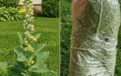 The Plant Growing in Many Yards That People Have Used for Generations