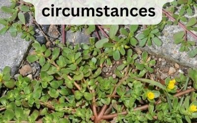 8 Reasons to Leave Purslane Growing — The “Weed” That’s Actually a Superfood!