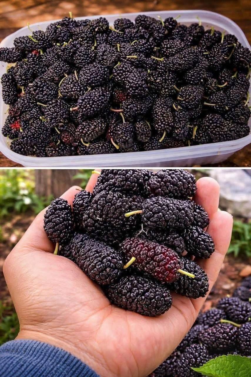 Have you ever tasted it? Do you know what it’s called?