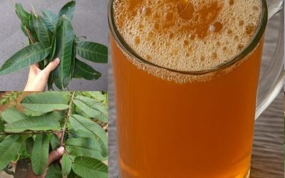 The four medicinal leaves: Avocado leaves, mango leaves, bay leaves, and guava leaves