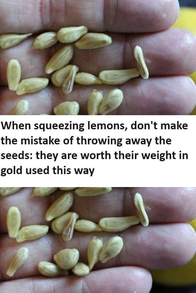 When squeezing lemons, don’t make the mistake of throwing away the seeds: