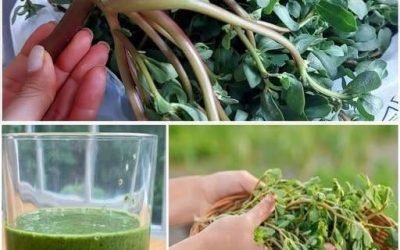 Purslane: A Nutrient-Rich Plant with Numerous Benefits