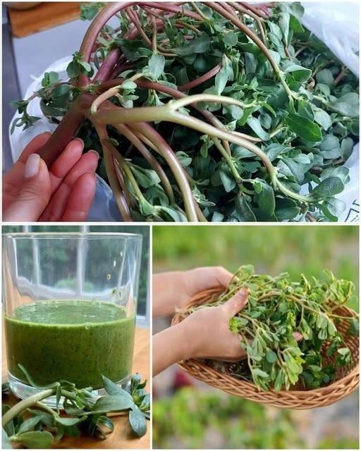 Purslane: A Nutrient-Rich Plant with Numerous Benefits