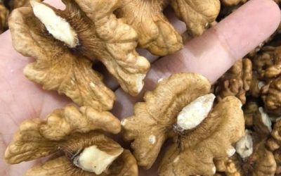 Doctors Reveal That Eating Walnuts Causes… Amazing Things for Your Heart, Brain & Long-Term Health!