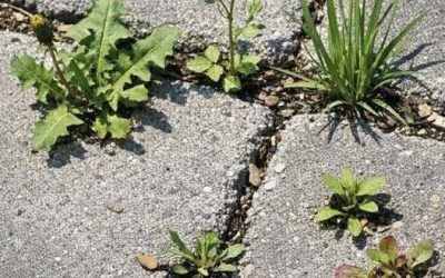 My grandma taught me this trick to stop weeds before they sprout in just 3 mins with 0 effort. Here’s how it works