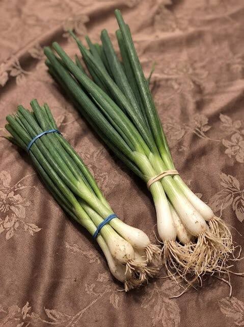The Difference Between Green Onions, Scallions, Spring Onions, and Chives Explained