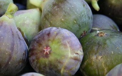 Fig to relieve back, spine, and knee pain