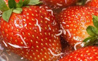 I soaked my strawberries in salt water and these white things wriggled out?