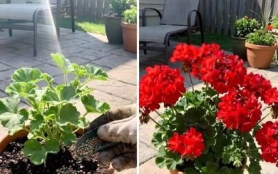 How To Fertilize Geraniums For Full, Vibrant Blooms All Summer