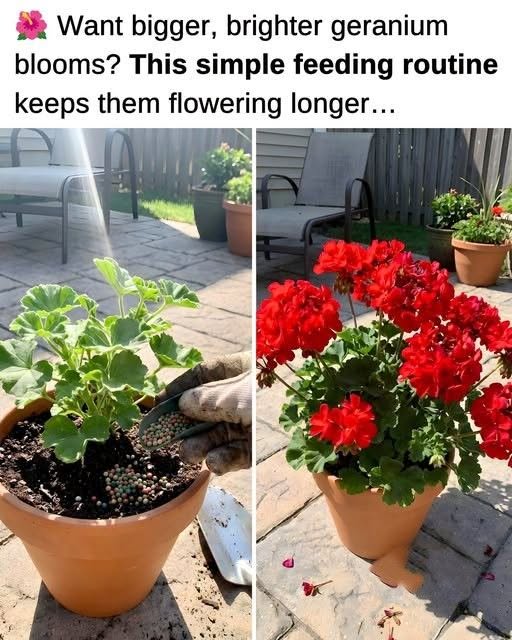How To Fertilize Geraniums For Full, Vibrant Blooms All Summer