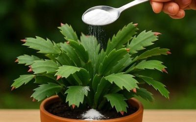 Makes Any Plant Bloom Quickly (I Never Thought It Would Be This Fast)