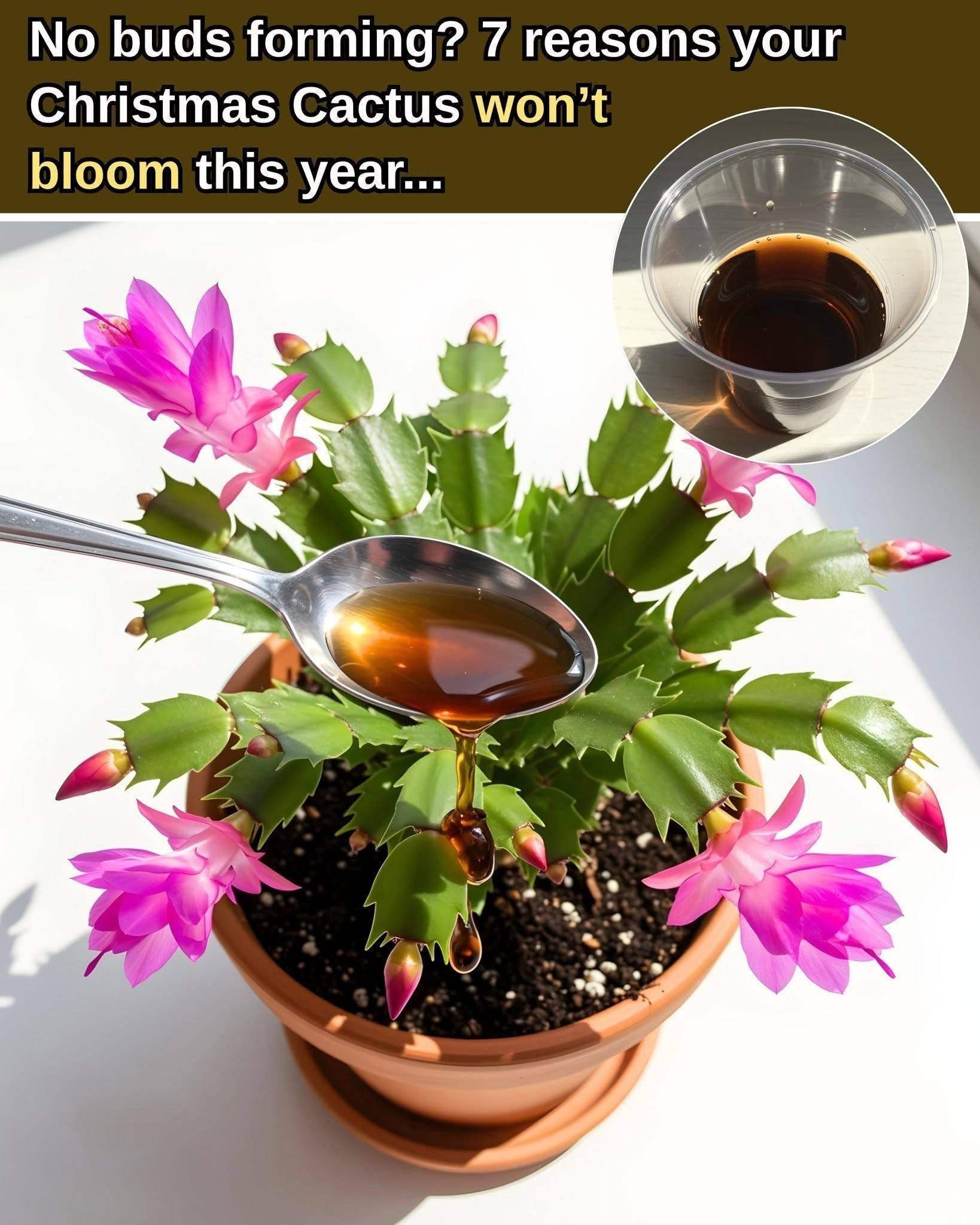 7 Reasons Your Christmas Cactus Won’t Bloom (And How to Fix Them)