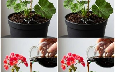 How to Help Geraniums Bloom More Often with Simple Care Tips