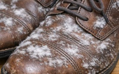 I pulled out shoes I haven’t worn all winter and found white fuzzy patches growing on the leather. What is this?