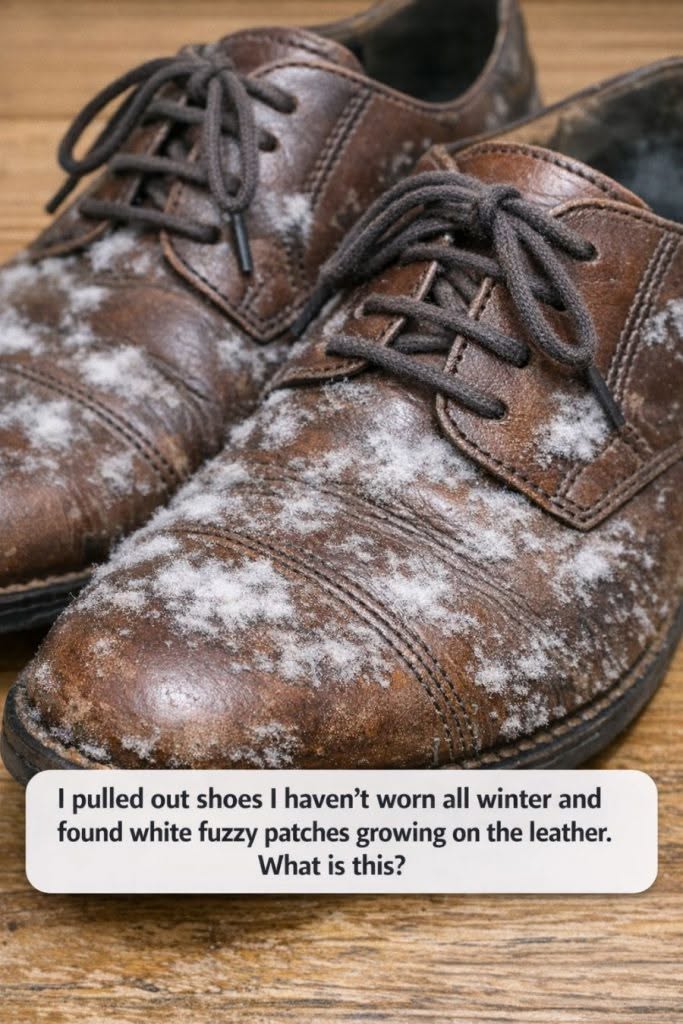 I pulled out shoes I haven’t worn all winter and found white fuzzy patches growing on the leather. What is this?