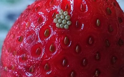 Those Tiny White Worms in Strawberries… Should You Be Worried?