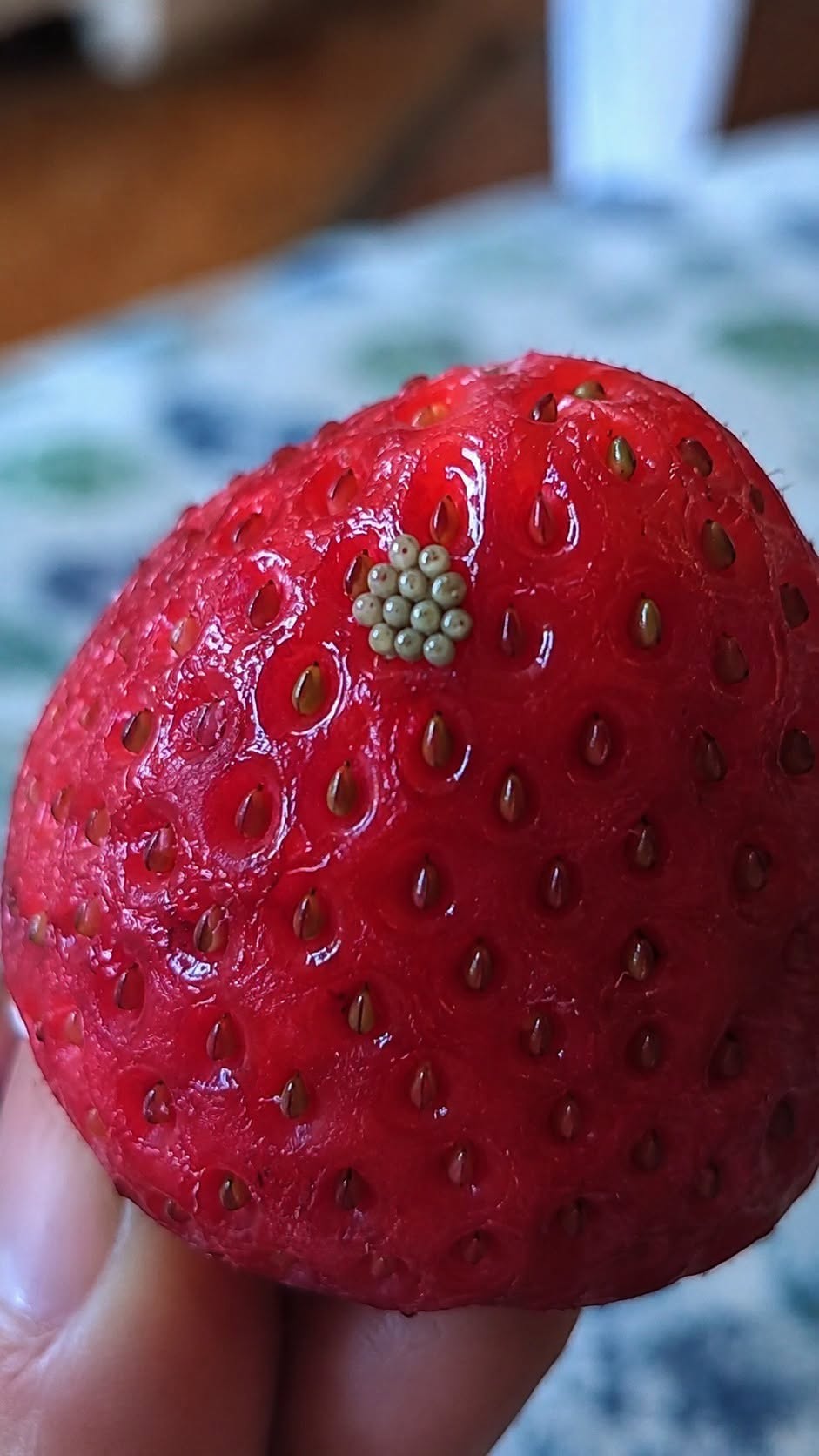 Those Tiny White Worms in Strawberries… Should You Be Worried?