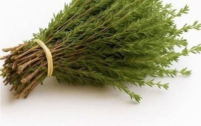 The Power of Oregano Oil: Nature’s Potent Antimicrobial for Parasites, UTIs, and Viruses