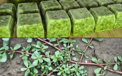 What Happens to Your Body When You Eat Purslane Every Day—Especially After 60