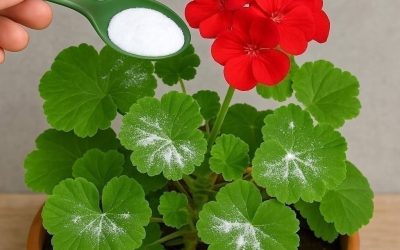 Here’s how to have geraniums full of flowers: you have to water them like this to always have them thriving