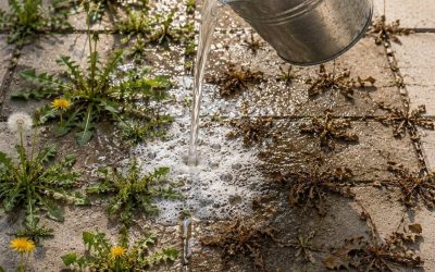 Natural and Powerful Homemade Weed Control