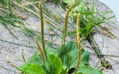 How to Kill Weeds with Vinegar the Right Way