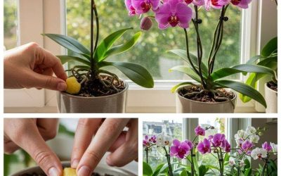 The Easiest Way to Make Your Orchid Bloom. If Your Orchid Isn’t Flowering, Try This Care Method!
