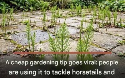 A cheap gardening tip goes viral: people are tackling horsetails and weeds en masse thanks to it.
