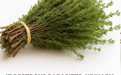 Nature’s Hidden Warrior: The Most Powerful Herb for Parasites, Infections, Viruses, and Pain
