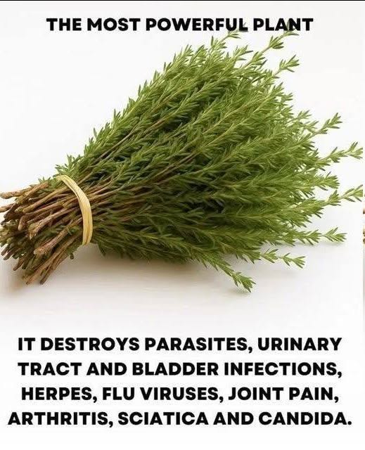 Nature’s Hidden Warrior: The Most Powerful Herb for Parasites, Infections, Viruses, and Pain