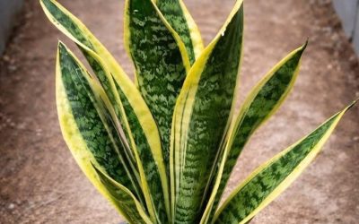 If You Have This Plant in Your House, Then You Have a Natural Air Purifier (and So Much More)