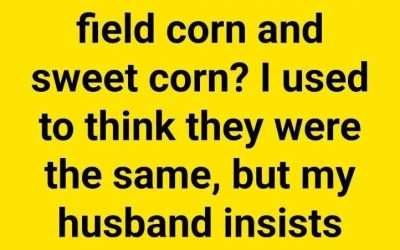 Field Corn vs. Sweet Corn: The Surprising Difference Between the “Good Stuff” and the “Workhorse”