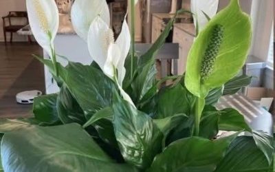 How To Get Your Peace Lily to Flower More – Expert Tips for Lush Blooms