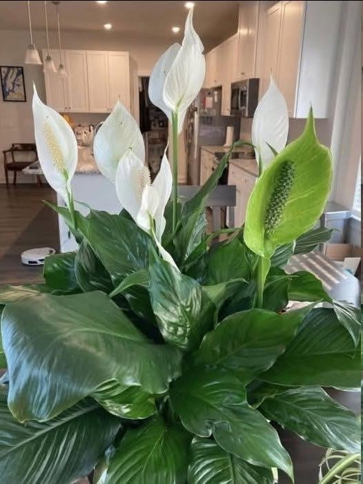 How To Get Your Peace Lily to Flower More – Expert Tips for Lush Blooms